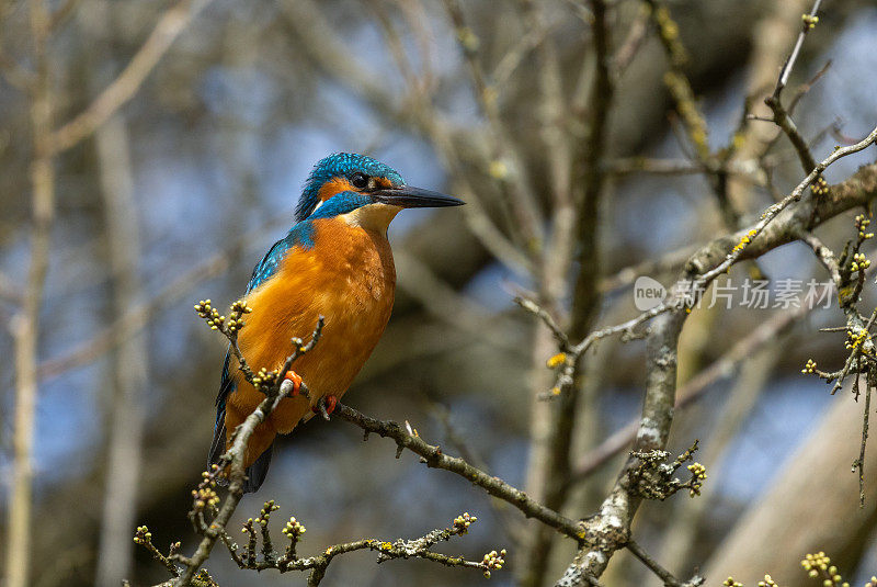 雄性普通翠鸟(Alcedo atthis)